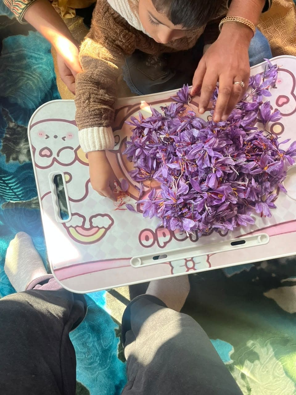 A family separating saffron stigmas from crocus flowers by hand at home in Kashmir