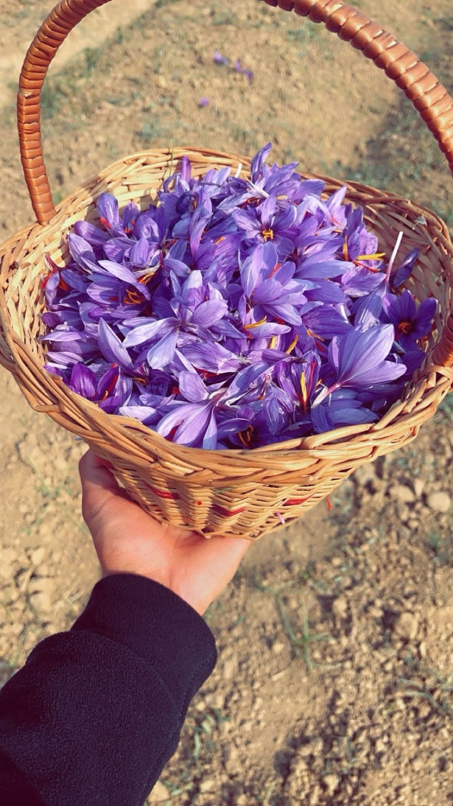 Hand-picked saffron crocus flowers with red stigmas in a wicker basket, seen from above