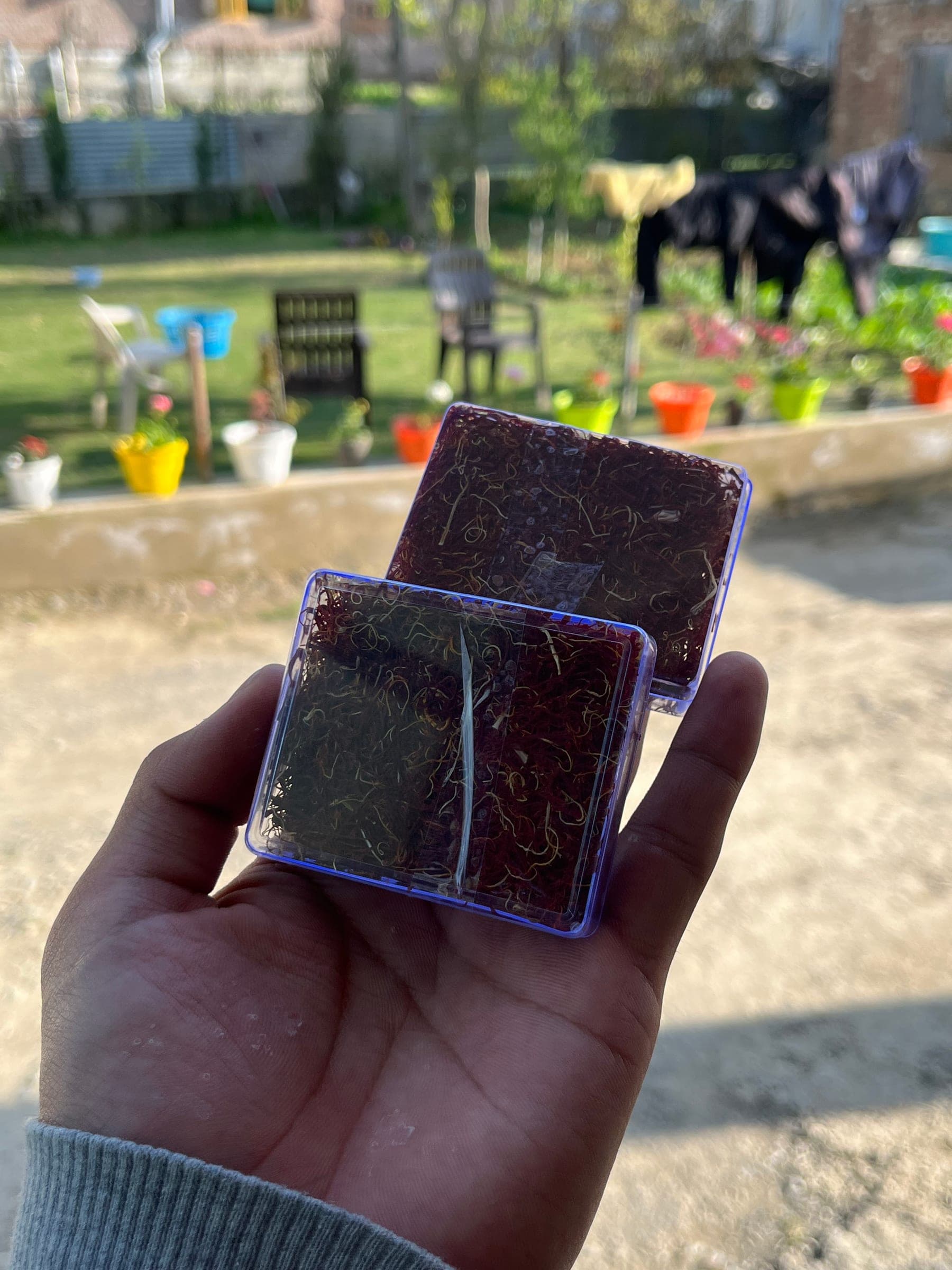 Two boxes of dried pure Kashmiri saffron threads held in a hand