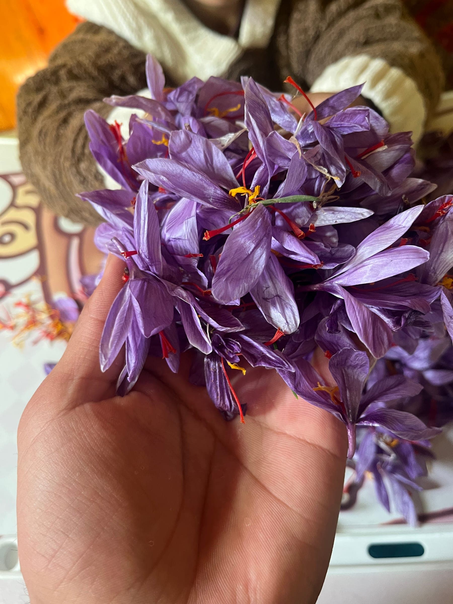 Close-up of saffron crocus flowers in a palm, showing the three crimson stigmas of each flower