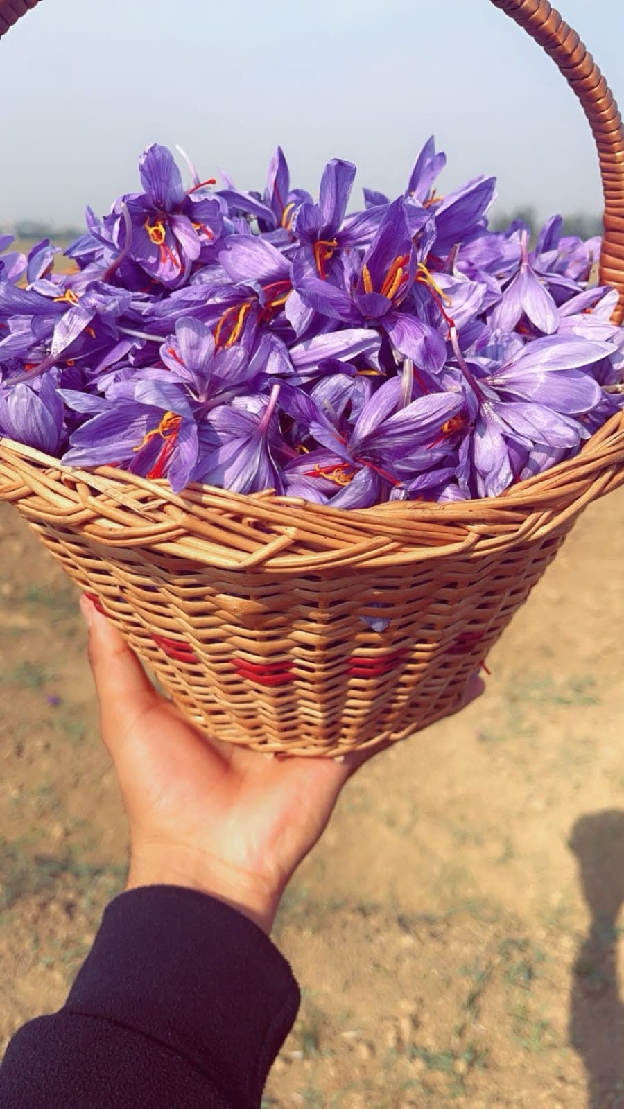 A wicker basket full of freshly picked purple saffron crocus flowers held up in the field