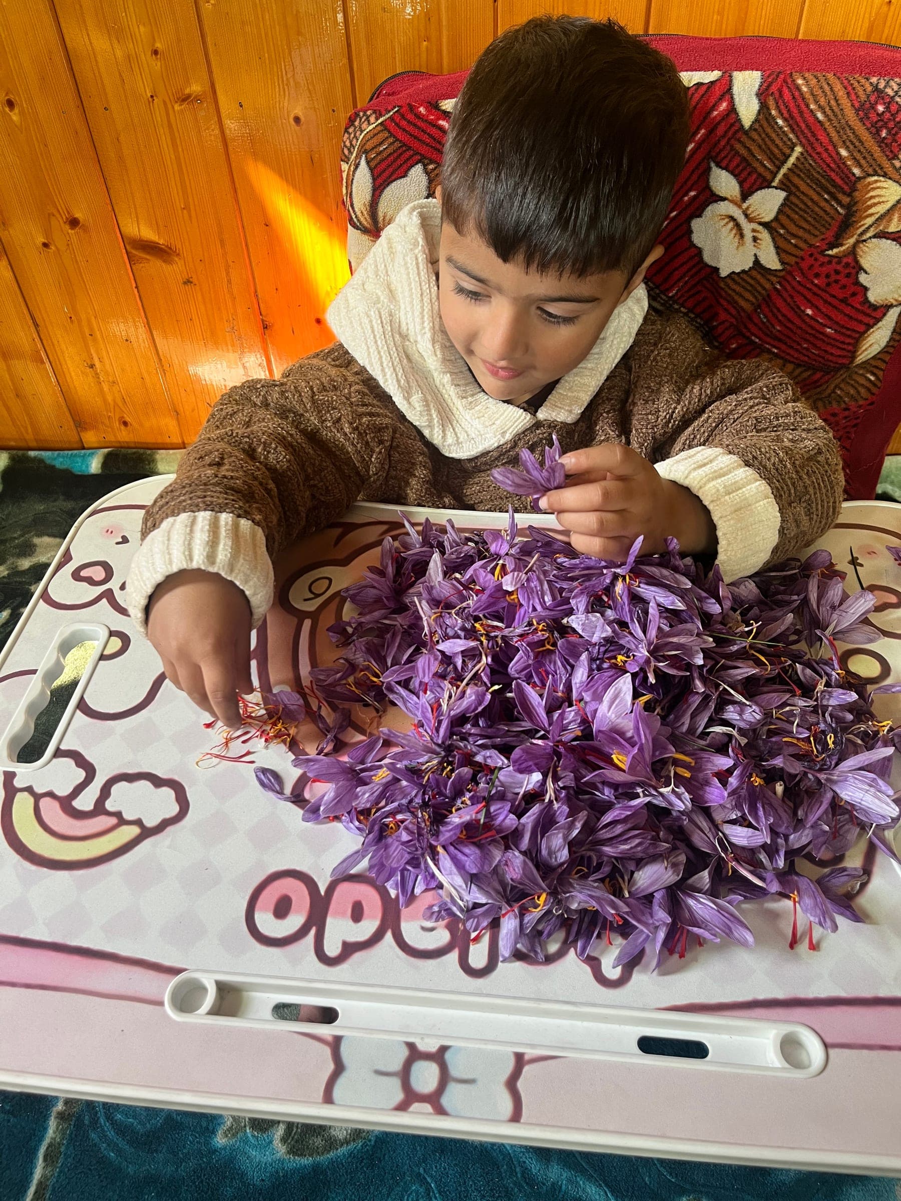 A child helping to sort a pile of fresh saffron crocus flowers on a table